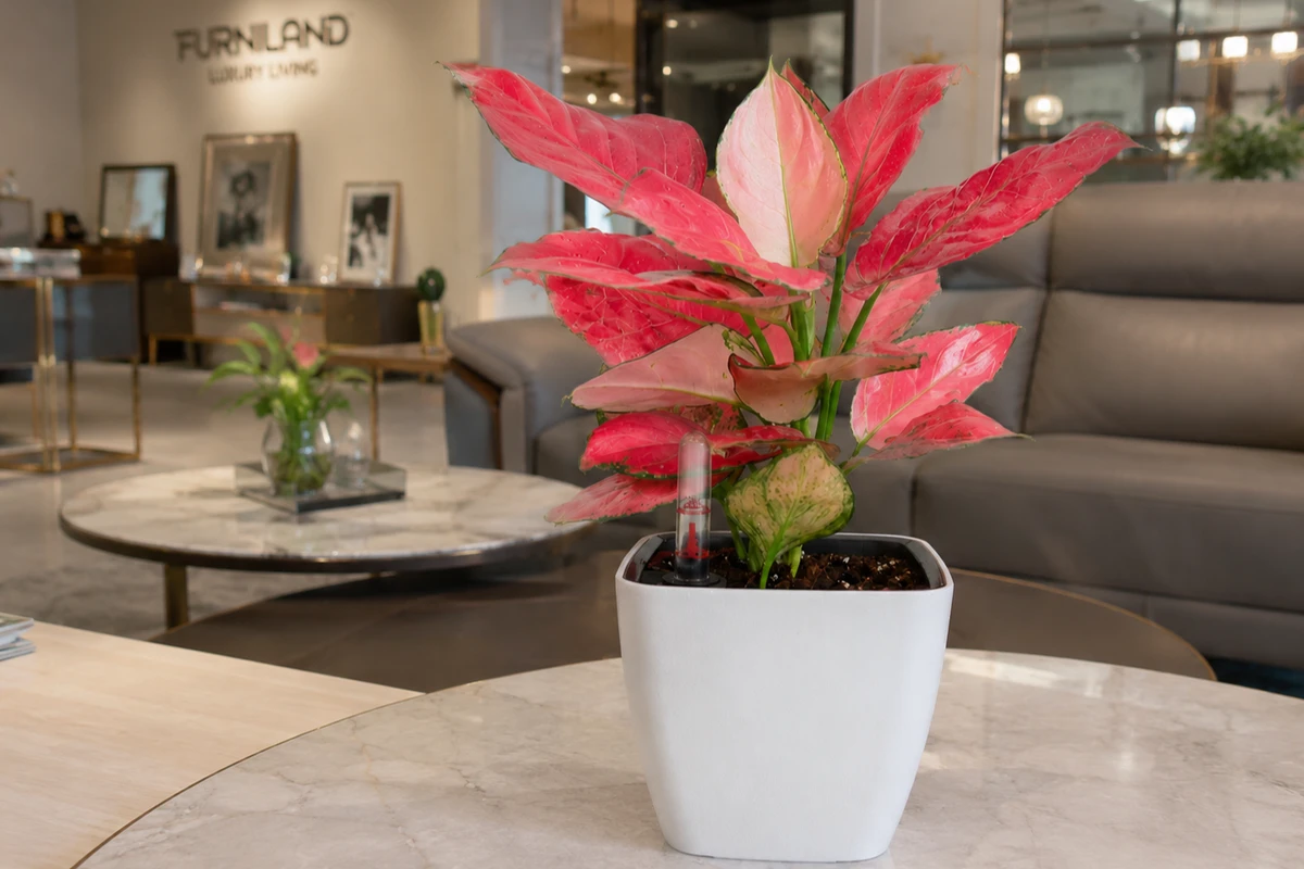 Cây phú quý được trưng bày tại showroom lớn với sắc lá đỏ hồng nổi bật, giúp không gian thêm sang trọng và hiện đại